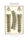 colonne-vertebrale-1